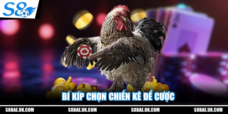 Bí kíp chọn chiến kê để cược